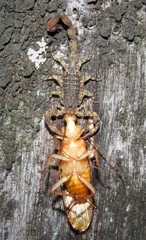 Tityus mattogrossensis