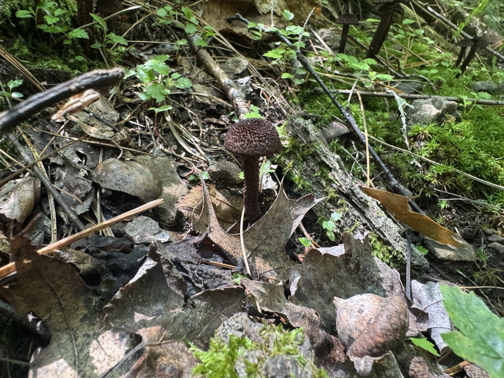 Inocybe tahquamenonensis · July 2026 · photo: Photo: (c) SiphonophoreSlinger, some rights reserved (CC BY) · iNaturalist