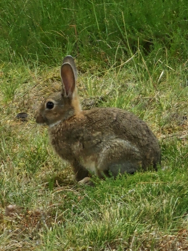European Rabbit