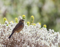 Emberiza capensis