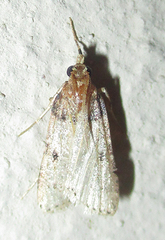 Loryma basalis