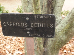 Carpinus betulus