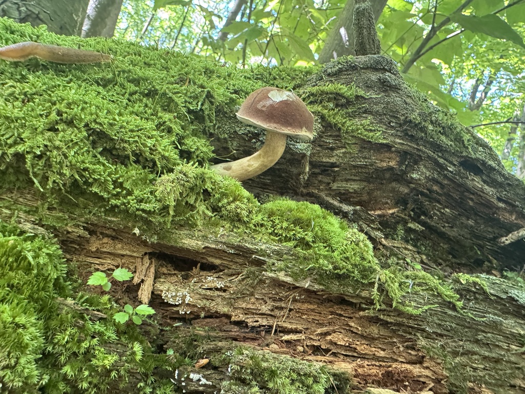 Bitter Bolete · July 2026 · photo: Photo: (c) SiphonophoreSlinger, some rights reserved (CC BY) · iNaturalist
