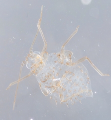 Therioaphis trifolii