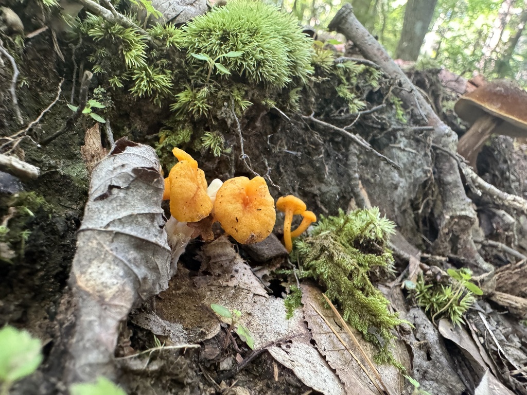 Small Chanterelle · July 2026 · photo: Photo: (c) SiphonophoreSlinger, some rights reserved (CC BY) · iNaturalist