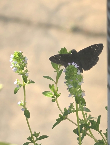 Horace's Duskywing