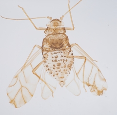 Therioaphis trifolii