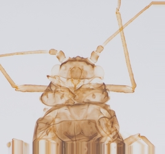 Therioaphis trifolii