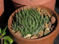 Aristaloe aristata