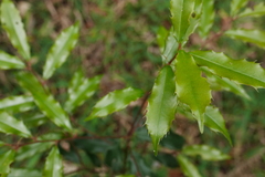 Prunus spinulosa