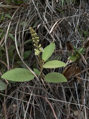 Croton crassifolius