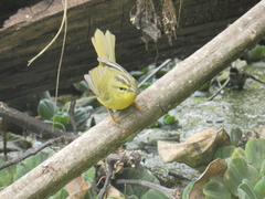 Myiothlypis bivittata