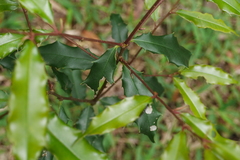 Prunus spinulosa