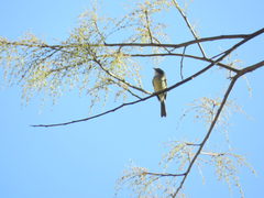 Mecocerculus leucophrys