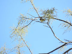 Mecocerculus leucophrys