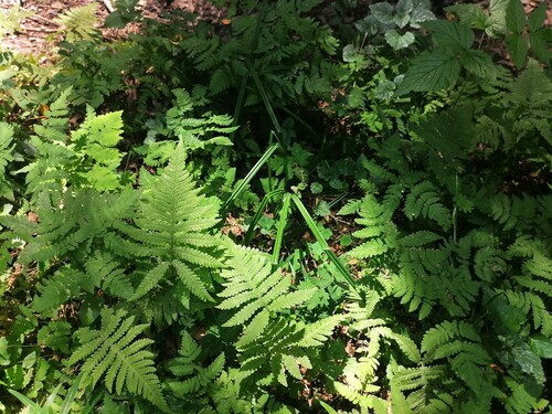 Наблюдение на iNaturalist