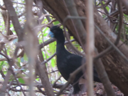 Blue-billed Curassow (Crax alberti)