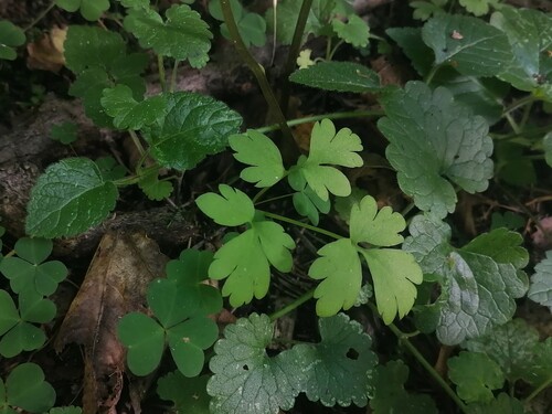 Наблюдение на iNaturalist