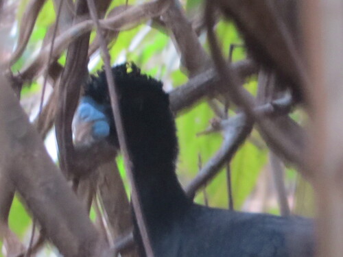 Blue-billed Curassow (Crax alberti), photo 2