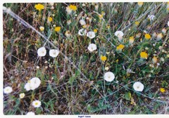 Anthyllis vulneraria
