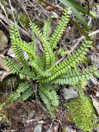 Asplenium normale observed 2026-06-19