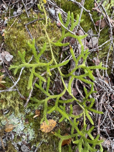 Lycopodium venustulum observed 2026-06-19