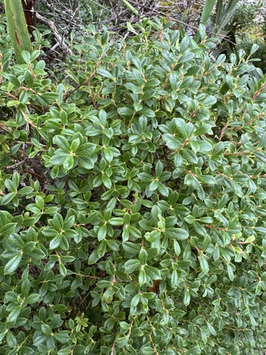 Vaccinium dentatum observed 2026-06-19