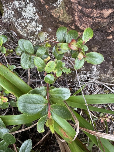 Vaccinium dentatum observed 2026-06-19