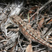 Mountain Dragon - Photo (c) Nuytsia@Tas, some rights reserved (CC BY-NC-SA)