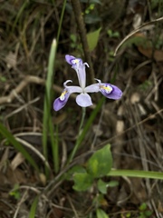 Iris speculatrix