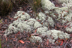 Pulchrocladia ferdinandii