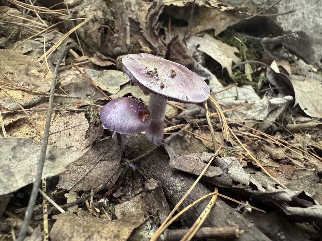 Viscid Violet Cort