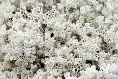 Pulchrocladia ferdinandii