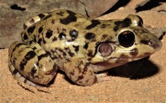 Leptodactylus troglodytes