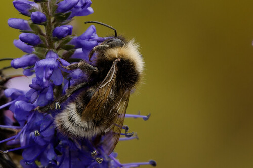Bohemian Cuckoo Bumble bee