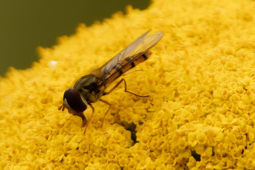 Marmalade Hover Fly
