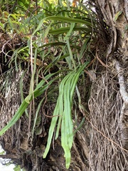 Pyrrosia longifolia