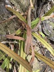 Pyrrosia longifolia