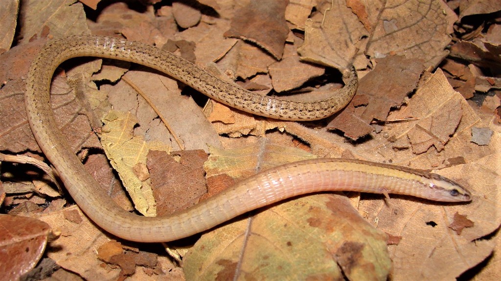 Minas Gerais Earless Teju