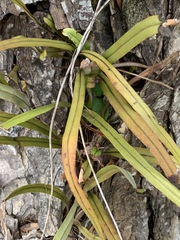 Pyrrosia longifolia