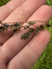 Carex cusickii, photograph (c) Noah How, some rights reserved (CC BY)