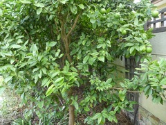 Citrus × latifolia