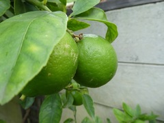 Citrus × latifolia