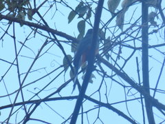 Trogon curucui