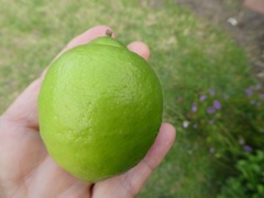 Citrus × latifolia