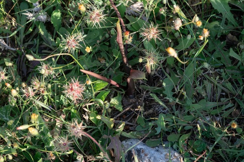 Biarum tenuifolium, photograph 1