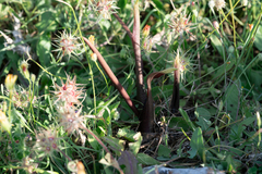 Biarum tenuifolium