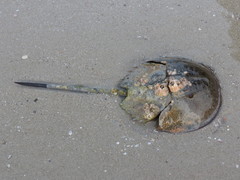 Carcinoscorpius rotundicauda