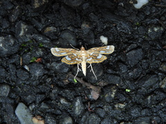 Cymoriza