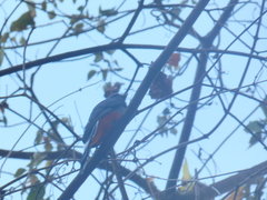 Trogon curucui